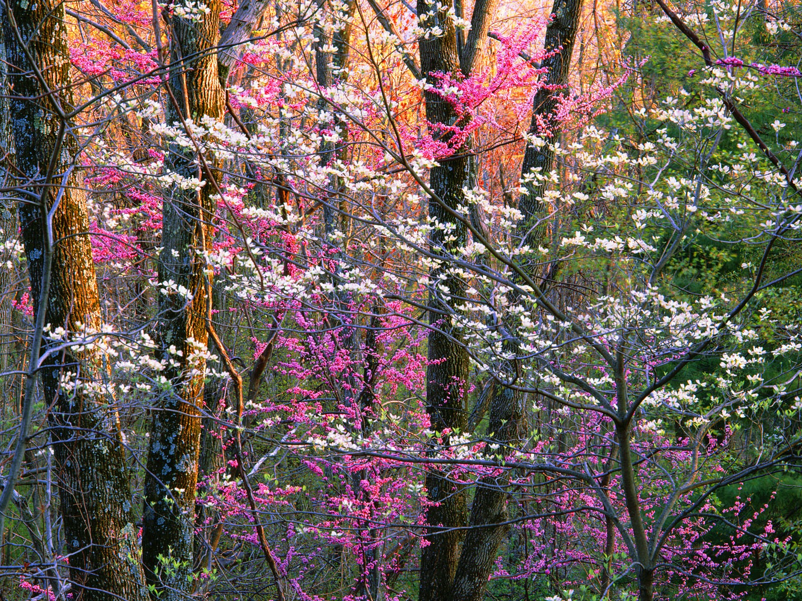 Windows 8 官方全景主題壁紙，海浪，森林，雄偉高山 #3 - 1600x1200
