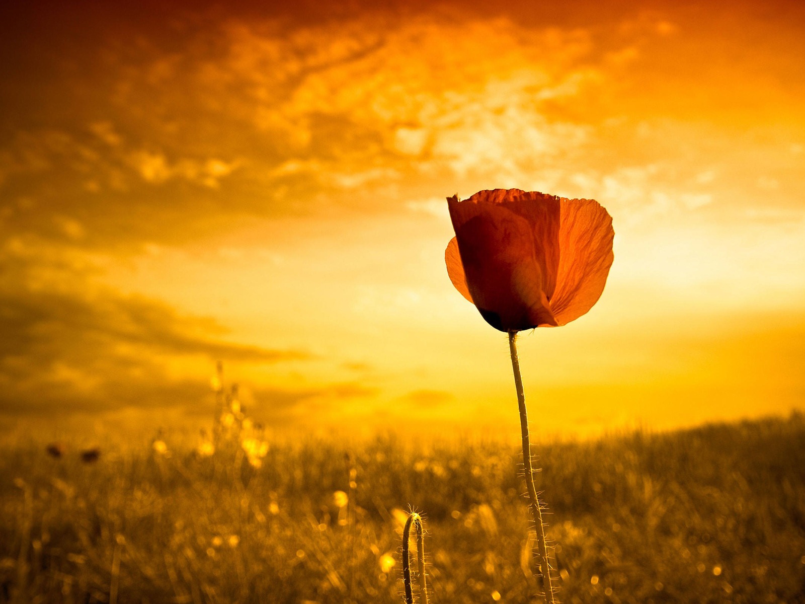 Ubuntu 烏班圖 Linux系統 2012 高清壁紙 #9 - 1600x1200