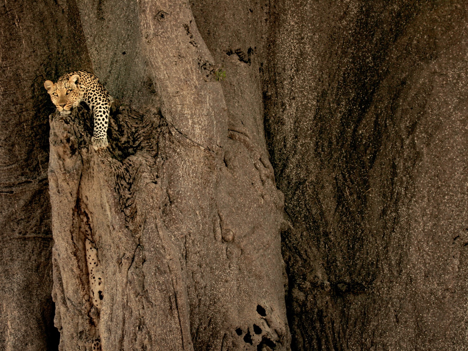 Mac OS X Mountain Lion 蘋果山獅系統隱藏的高清壁紙 #21 - 1600x1200