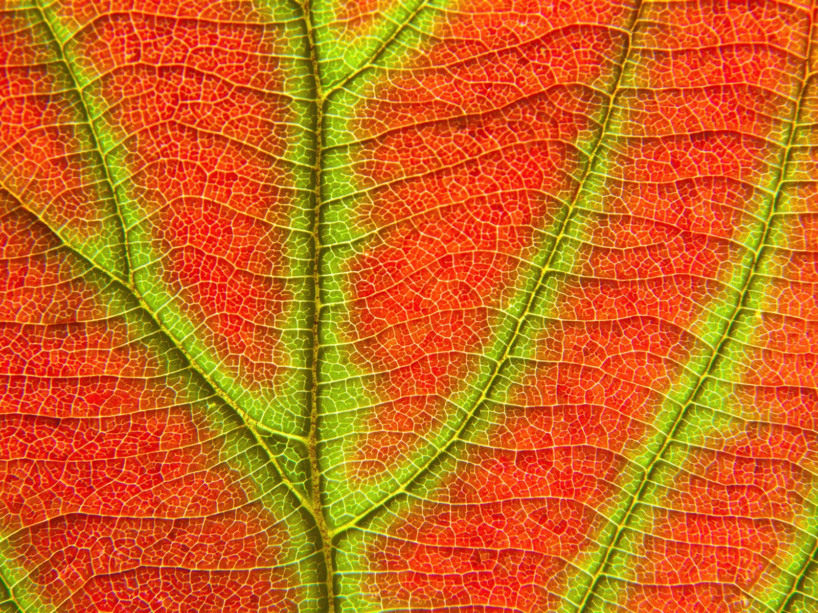 Mac OS X Lion Mountain Apple systém skryté HD Tapety na plochu #36 - 1600x1200