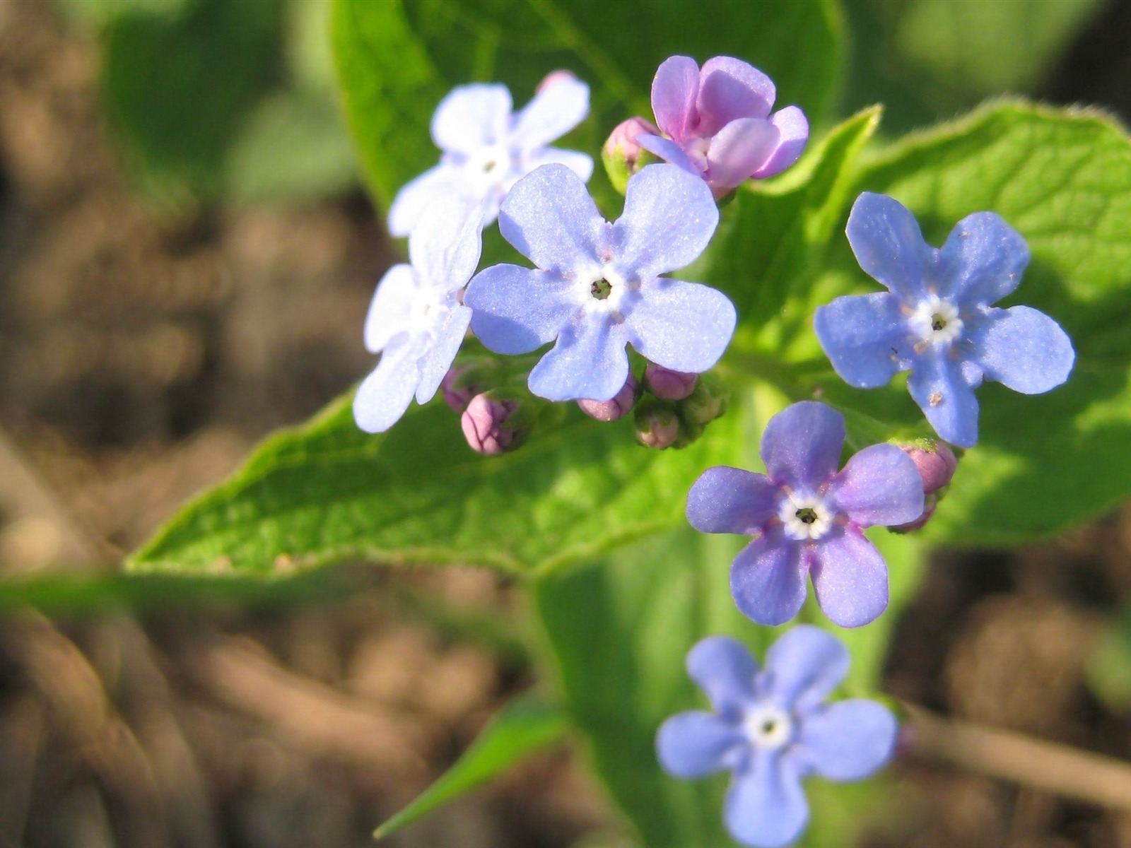 Petit et beau forget-me-fleurs d'écran HD #2 - 1600x1200