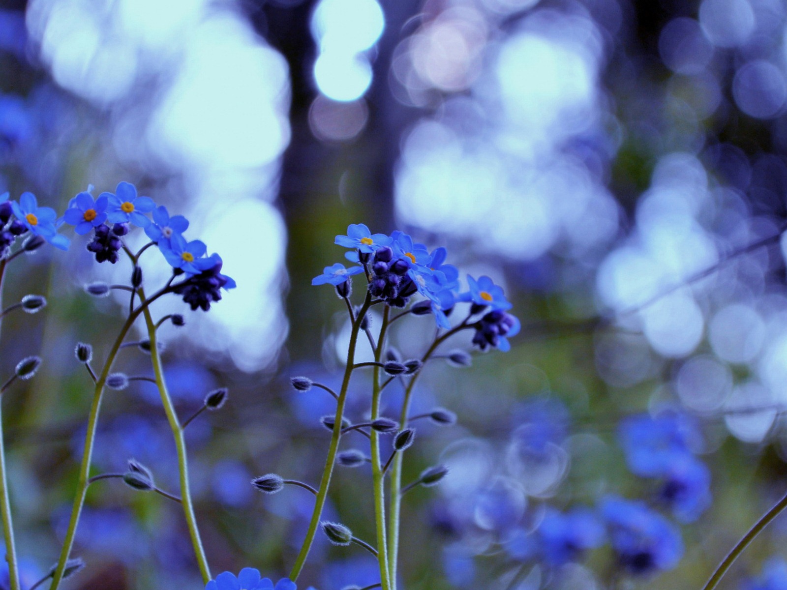 Small and beautiful forget-me-flowers HD wallpaper #4 - 1600x1200