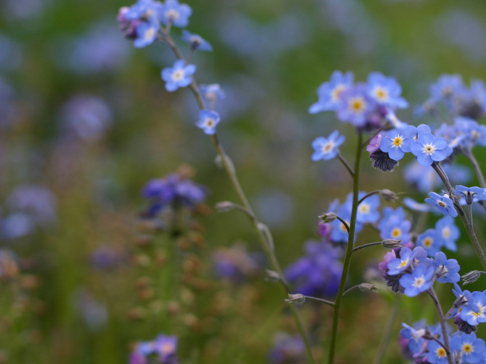 Small and beautiful forget-me-flowers HD wallpaper #11 - 1600x1200