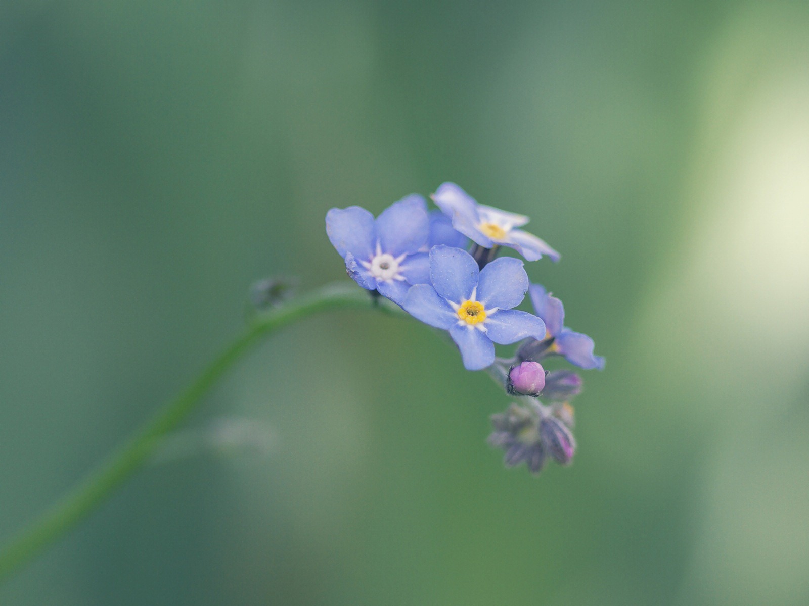 小巧秀丽的勿忘我鲜花 高清壁纸17 - 1600x1200