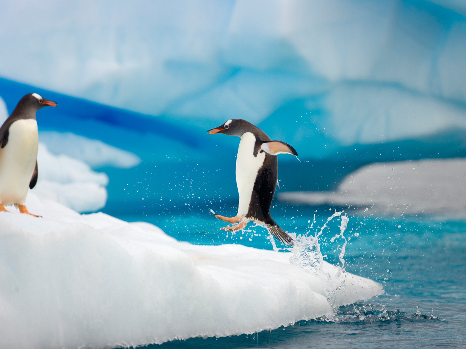 Windows 8 壁紙：南極洲，冰雪風景，南極企鵝 #12 - 1600x1200
