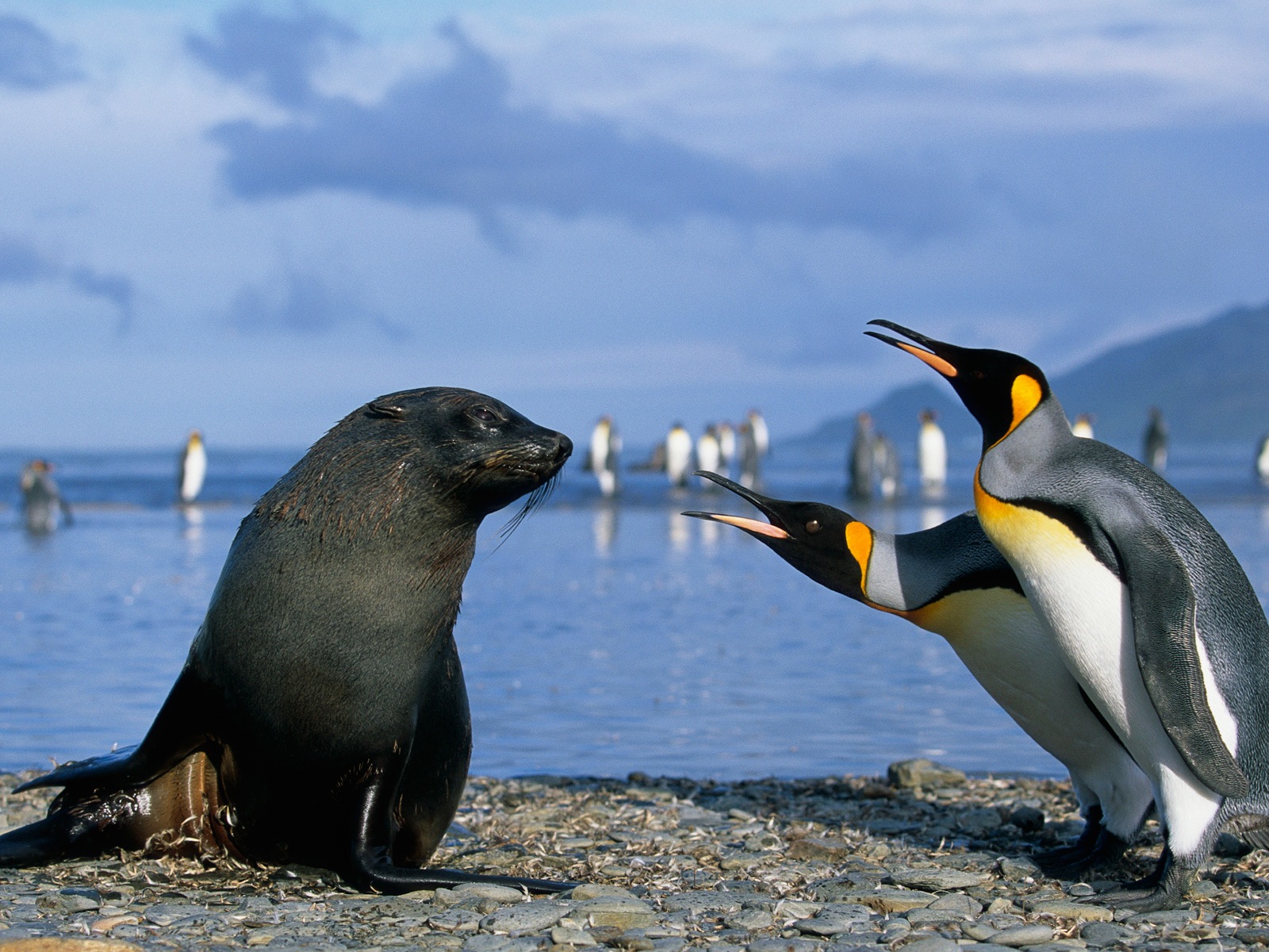 Fonds d'écran Windows 8: l'Antarctique, des paysages de neige, pingouins en Antarctique #14 - 1600x1200