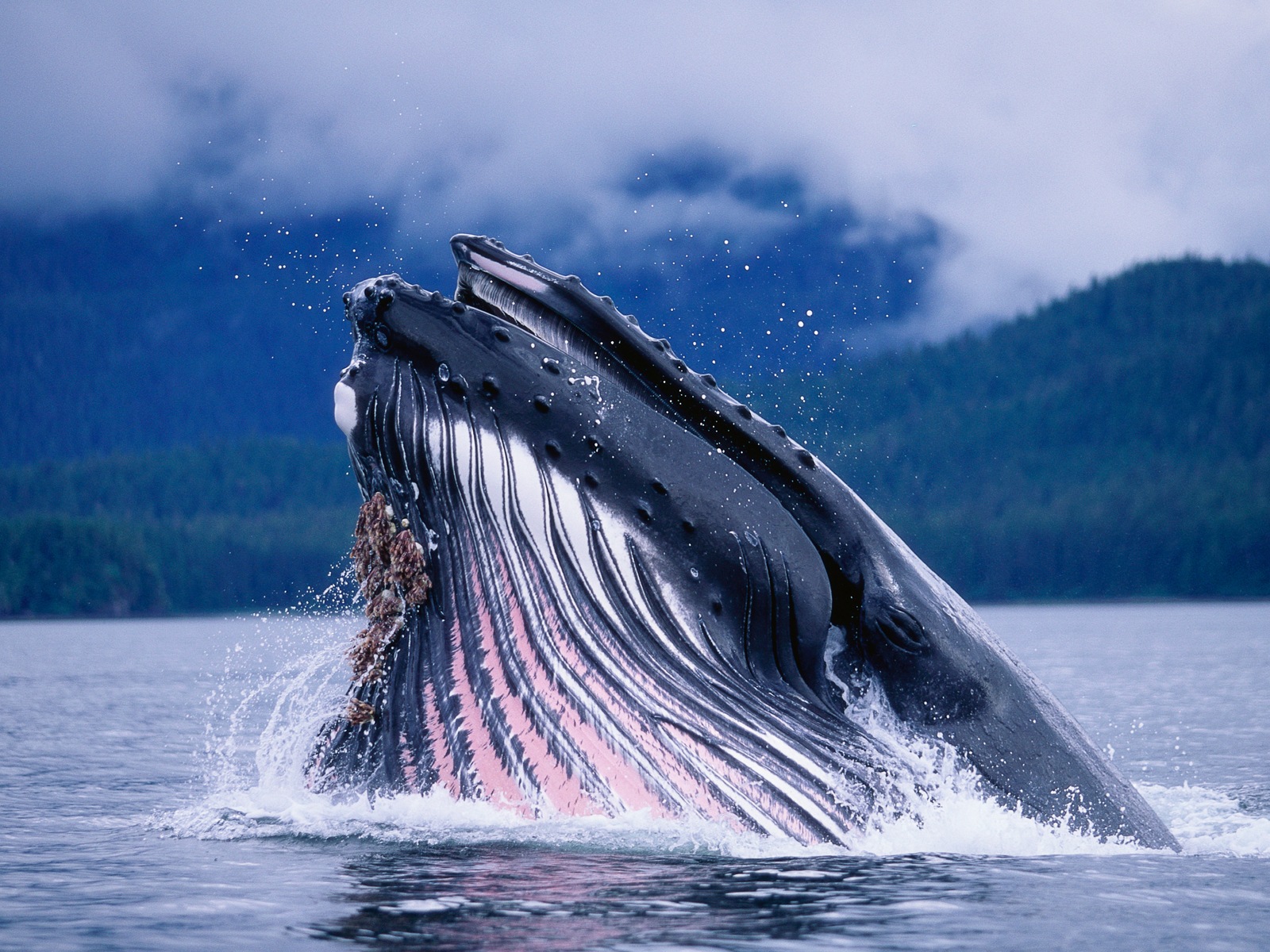 Windowsの8壁紙：北極、自然生態系の風景、北極の動物たち #4 - 1600x1200