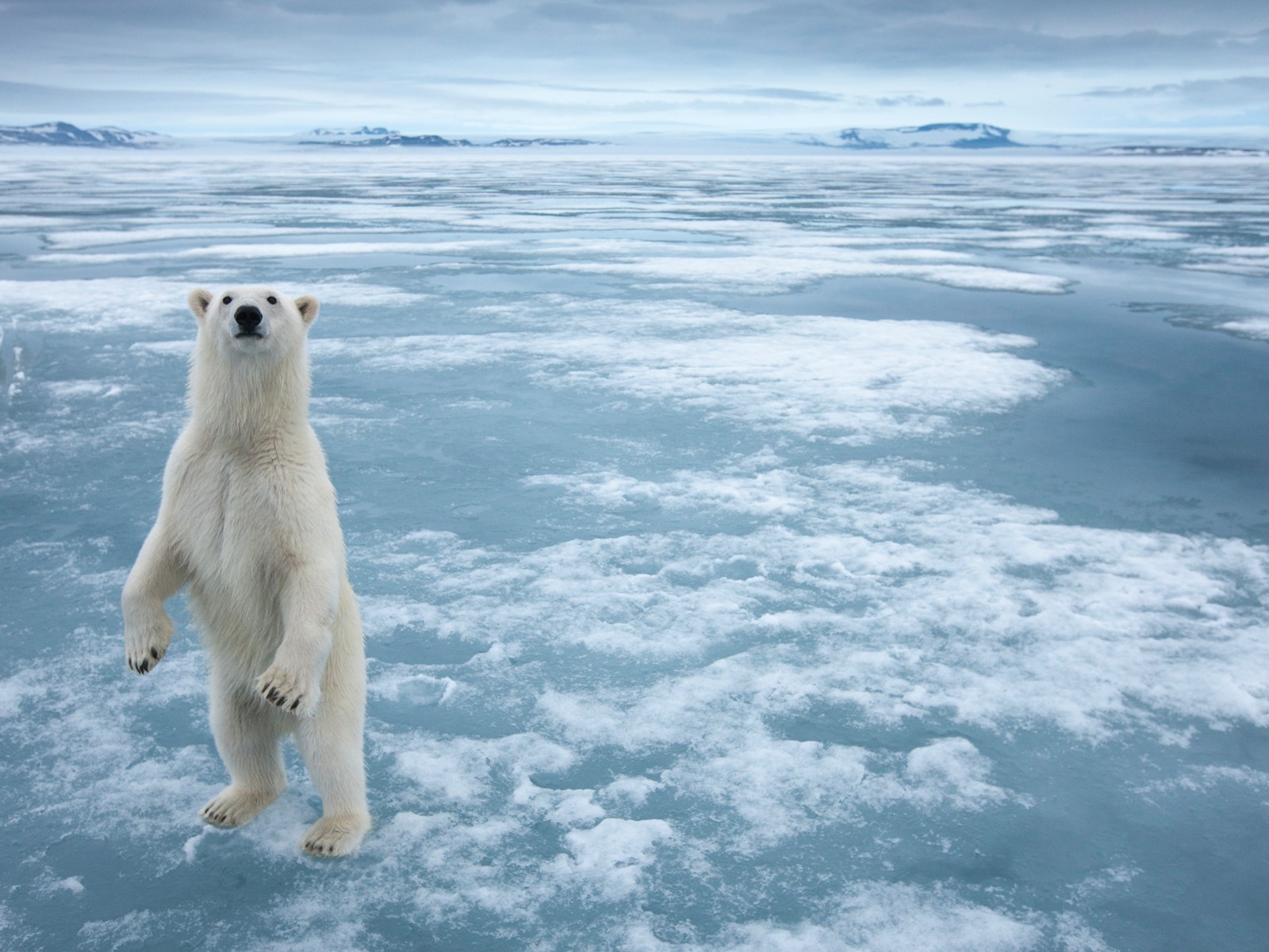 Windows 8 Wallpapers: Arctic, the nature ecological landscape, arctic animals #6 - 1600x1200