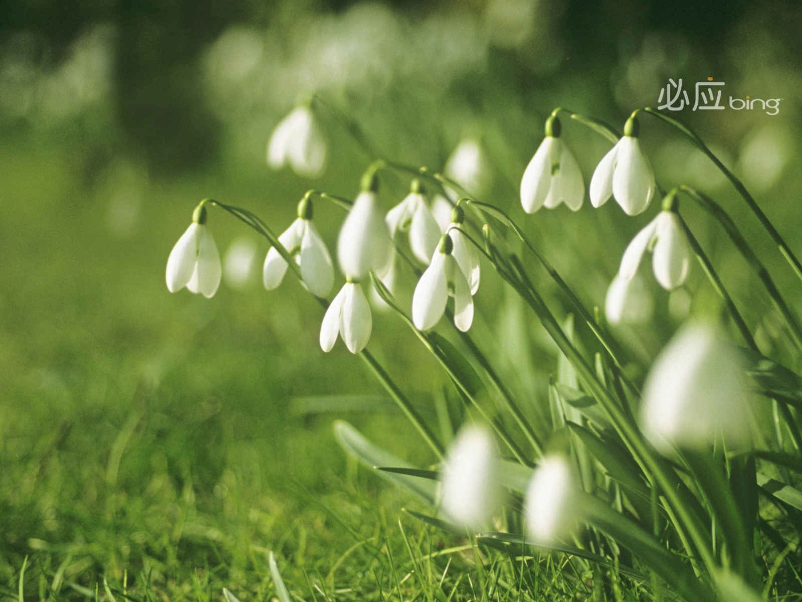 Bing selection best HD wallpapers: China theme wallpaper (2) #3 - 1600x1200
