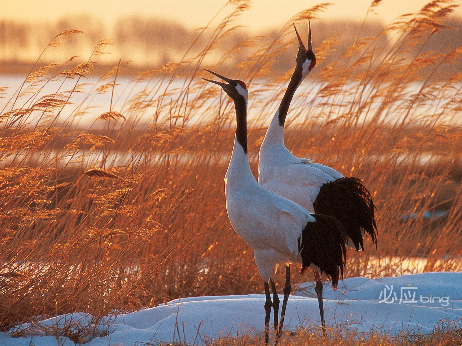 Bing selection best HD wallpapers: China theme wallpaper (2) #6 - 1600x1200