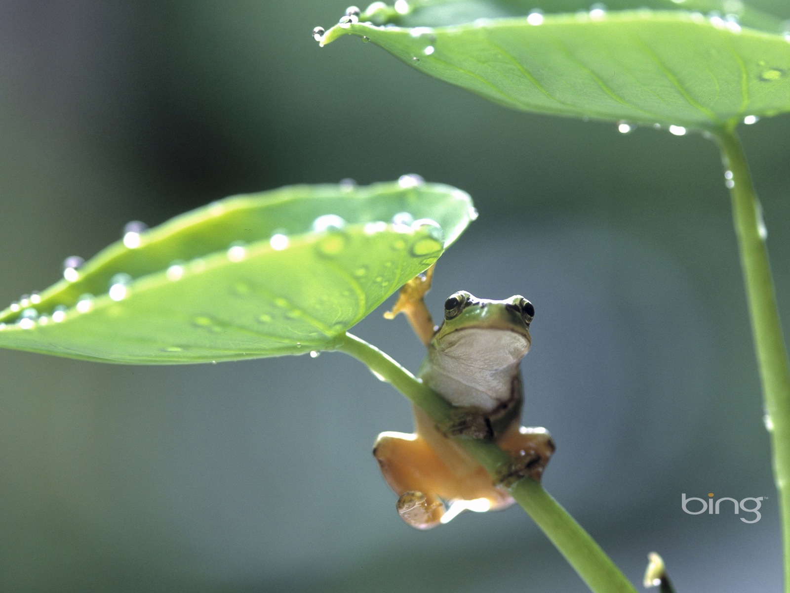 Microsoft Bing HD Wallpapers: Japanese landscape theme wallpaper #5 - 1600x1200