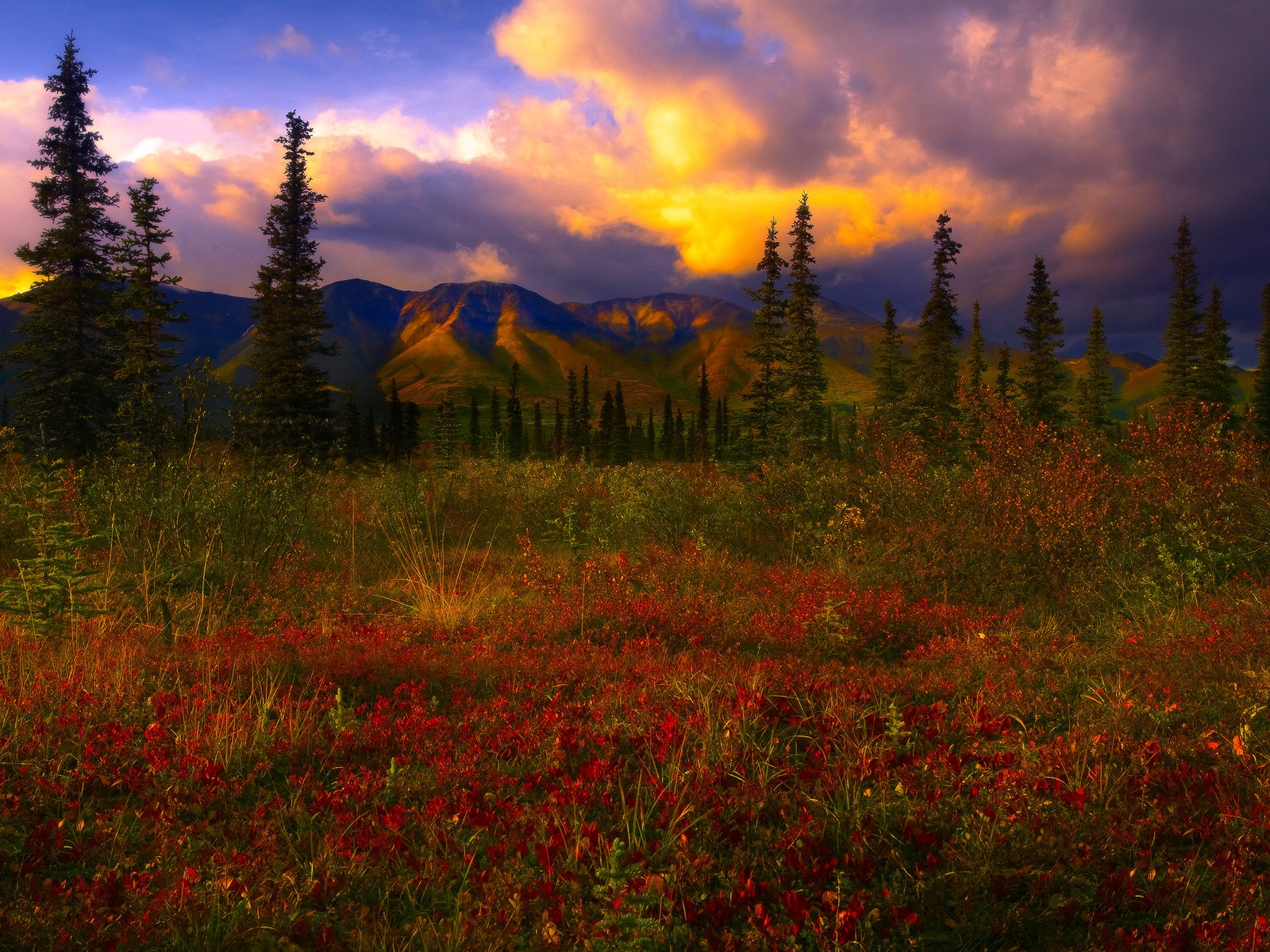 Denali National Park 迪納利國家公園 高清風景壁紙 #12 - 1600x1200
