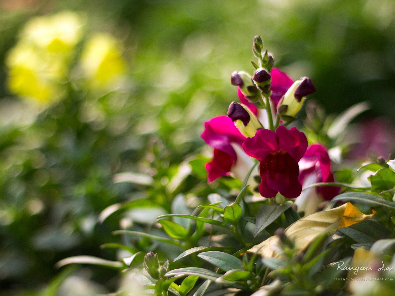 Windows 8 花鳥蝴蝶高清壁紙 #4 - 1600x1200