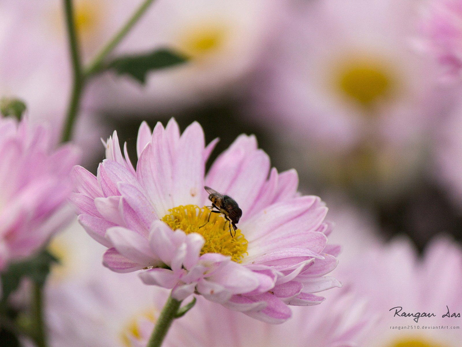 Windows 8 花鳥蝴蝶高清壁紙 #5 - 1600x1200