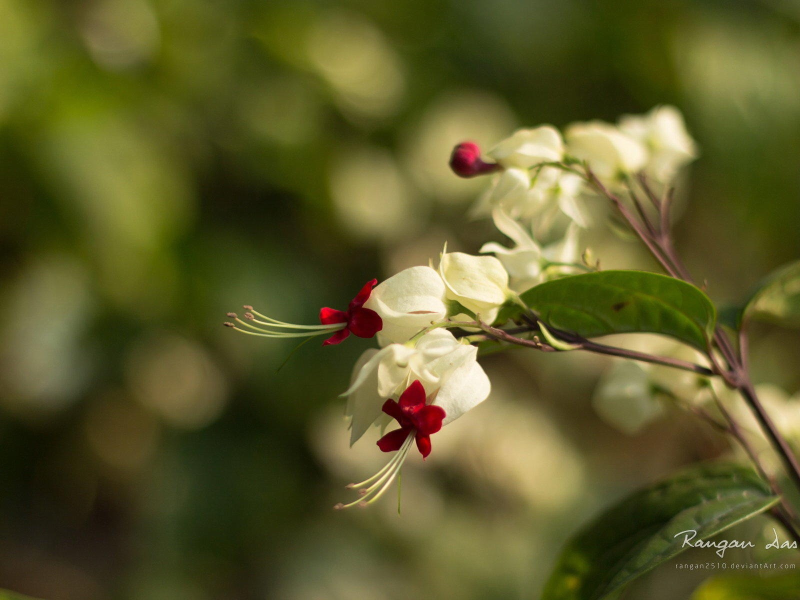 Windows 8 花鳥蝴蝶高清壁紙 #9 - 1600x1200