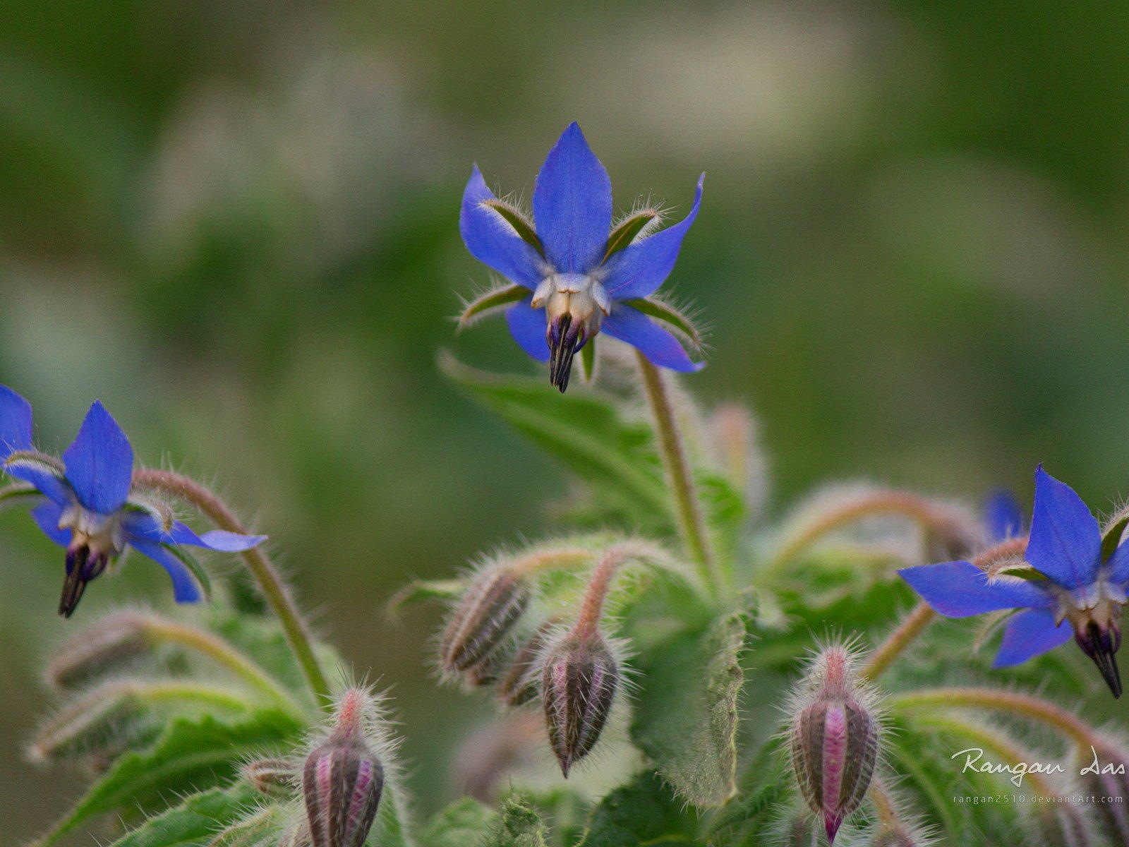 Windows 8 花鳥蝴蝶高清壁紙 #13 - 1600x1200