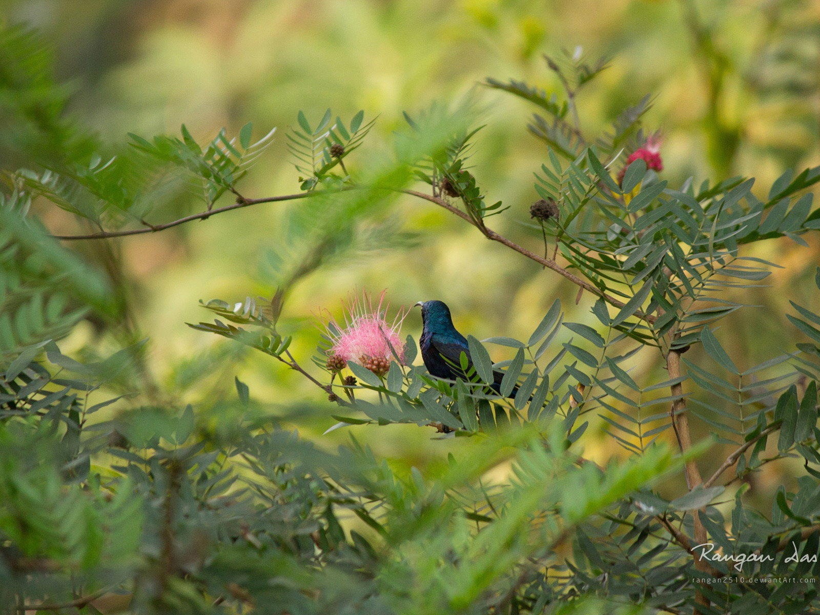 Windows 8 花鳥蝴蝶高清壁紙 #17 - 1600x1200