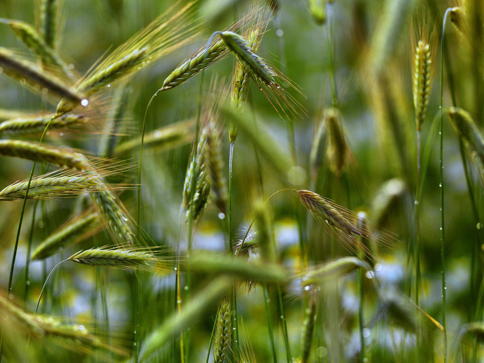 Švédsko sezón přírodní krásy HD tapety na plochu #4 - 1600x1200