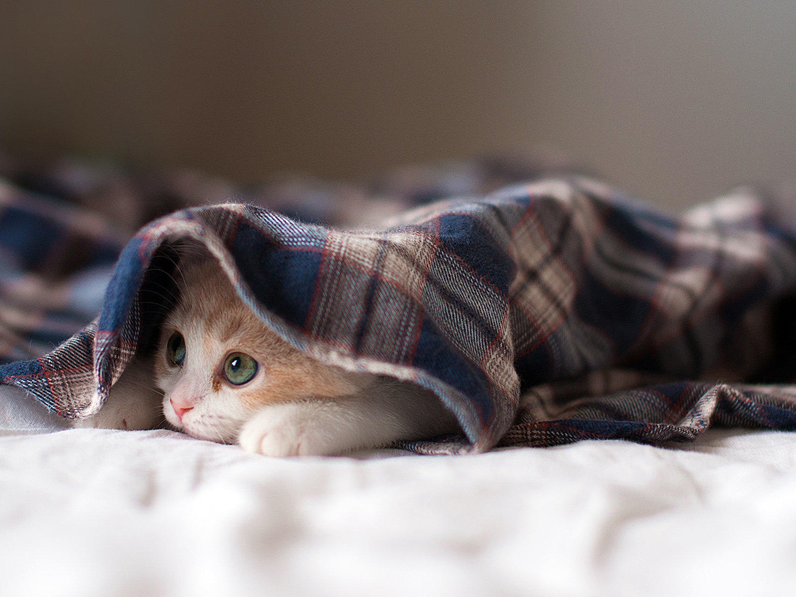 Fun funny cat HD wallpapers #3 - 1600x1200