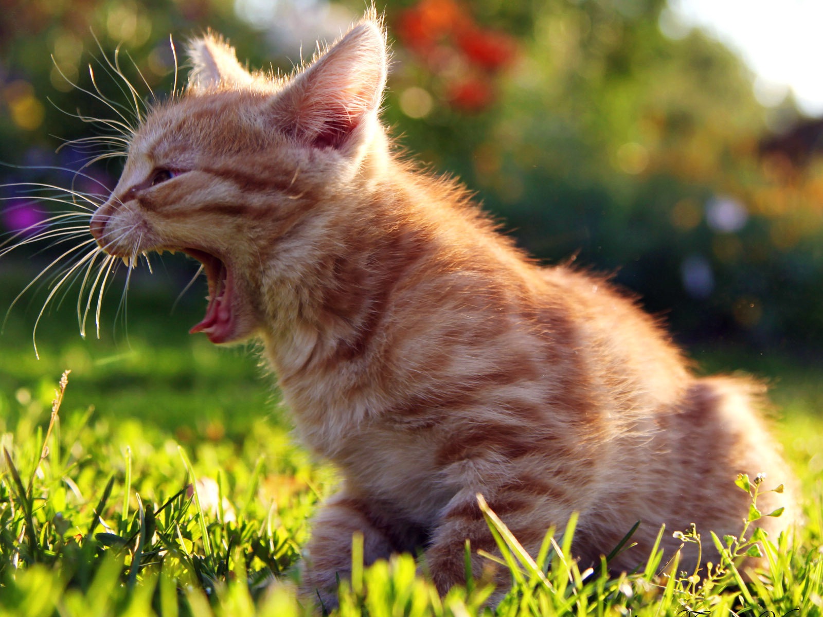 Fun funny cat HD wallpapers #7 - 1600x1200