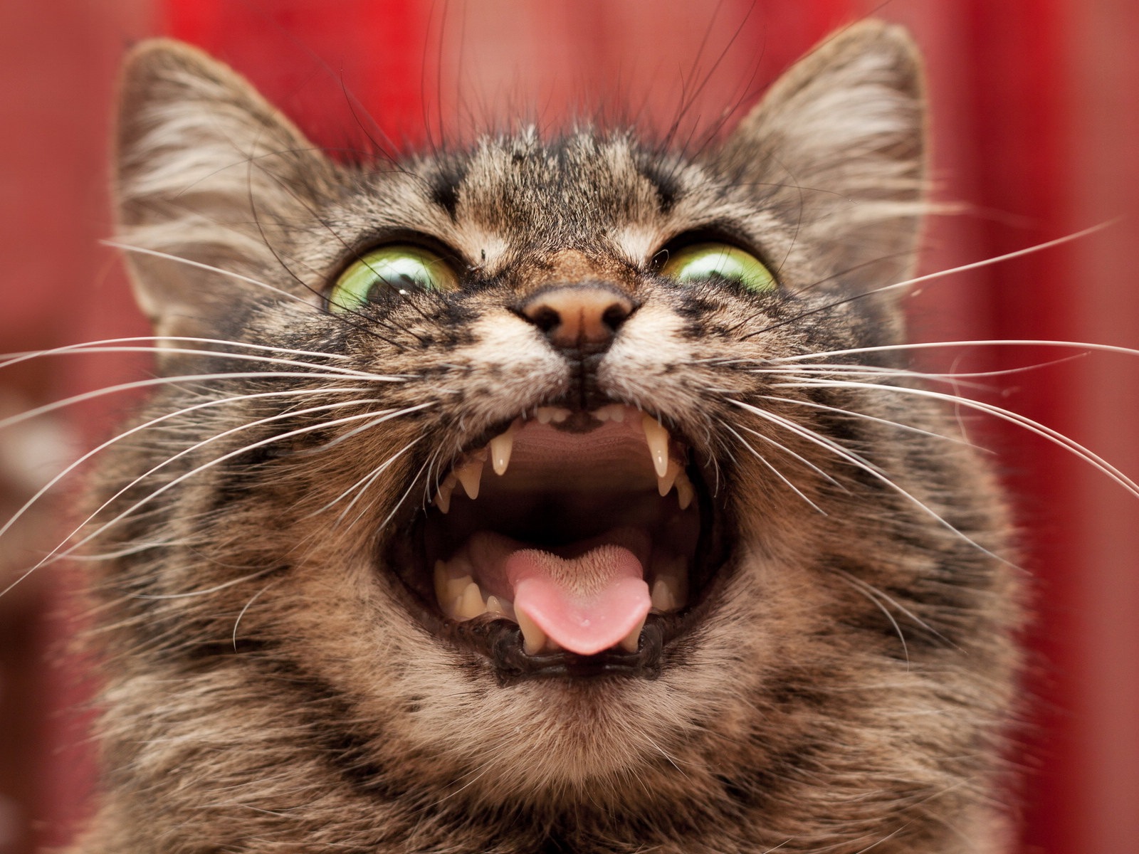 Fun funny cat HD wallpapers #14 - 1600x1200