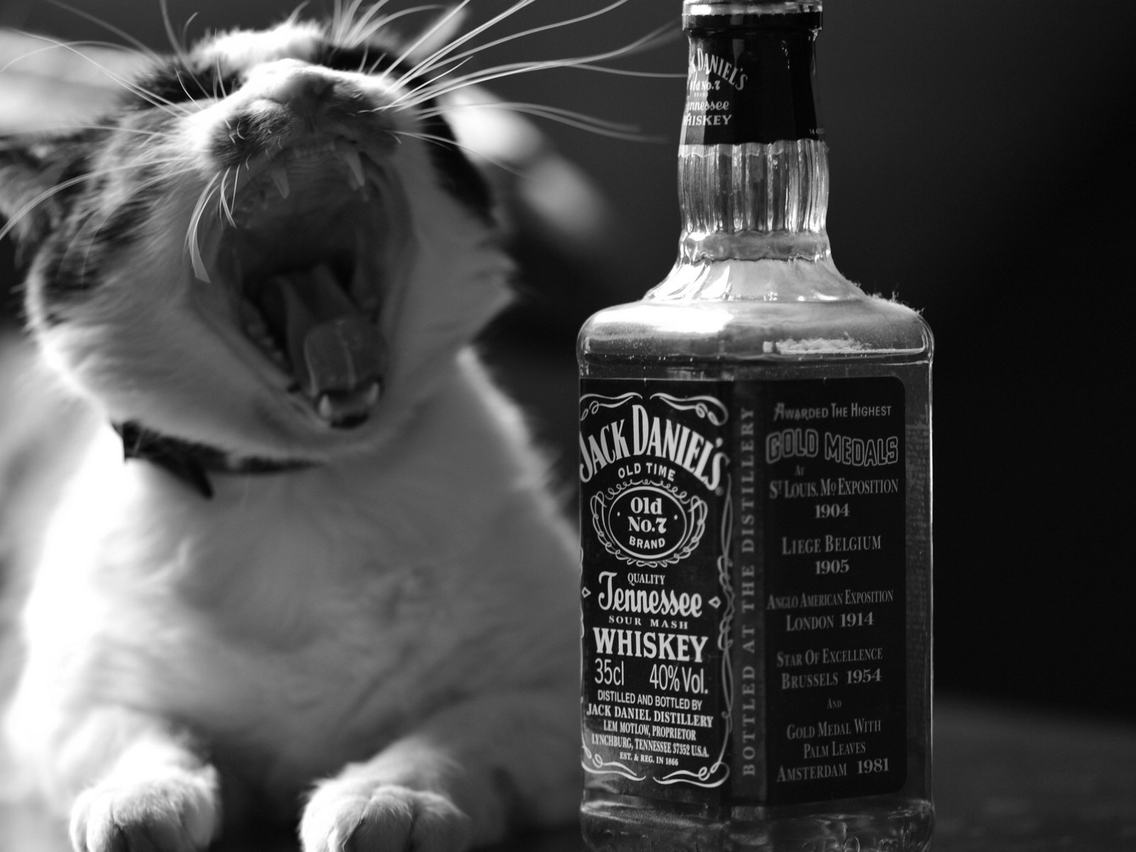 Fun funny cat HD wallpapers #18 - 1600x1200