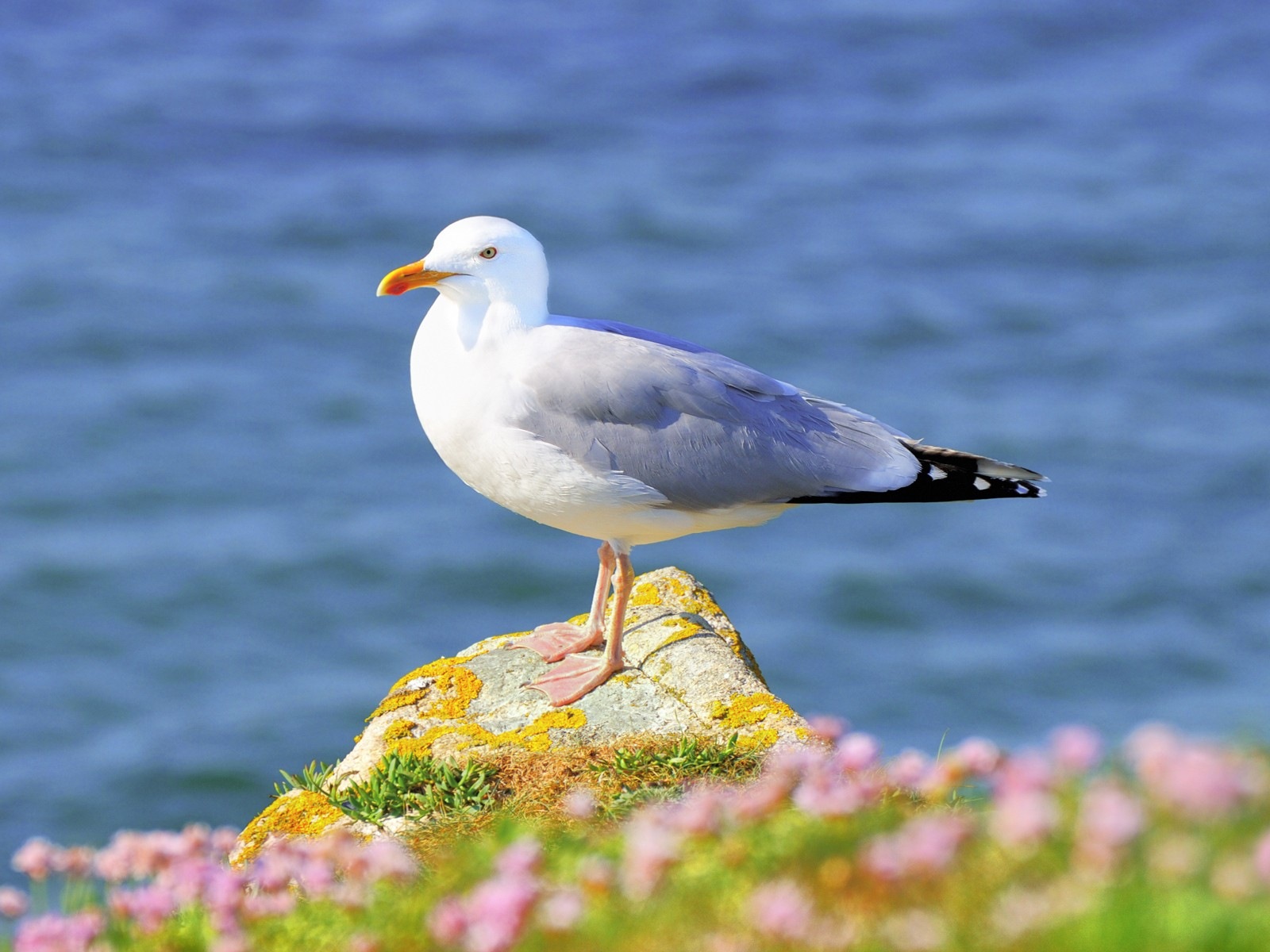 海上的鳥 海鷗高清壁紙 #1 - 1600x1200