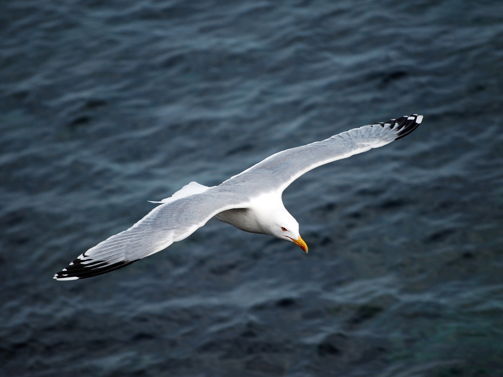 海上的鳥 海鷗高清壁紙 #2 - 1600x1200