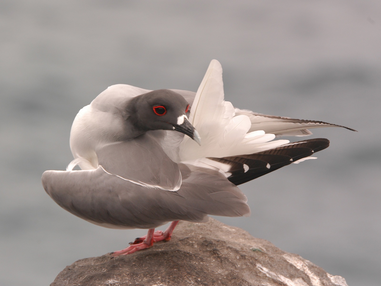 海上的鳥 海鷗高清壁紙 #3 - 1600x1200