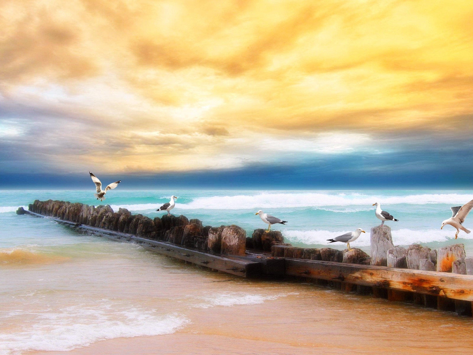 海上的鳥 海鷗高清壁紙 #4 - 1600x1200