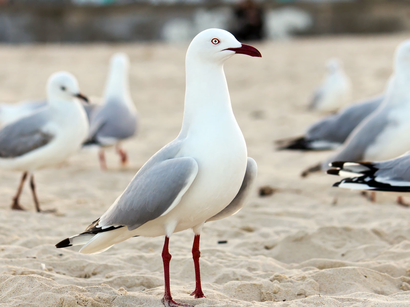 海上的鳥 海鷗高清壁紙 #17 - 1600x1200