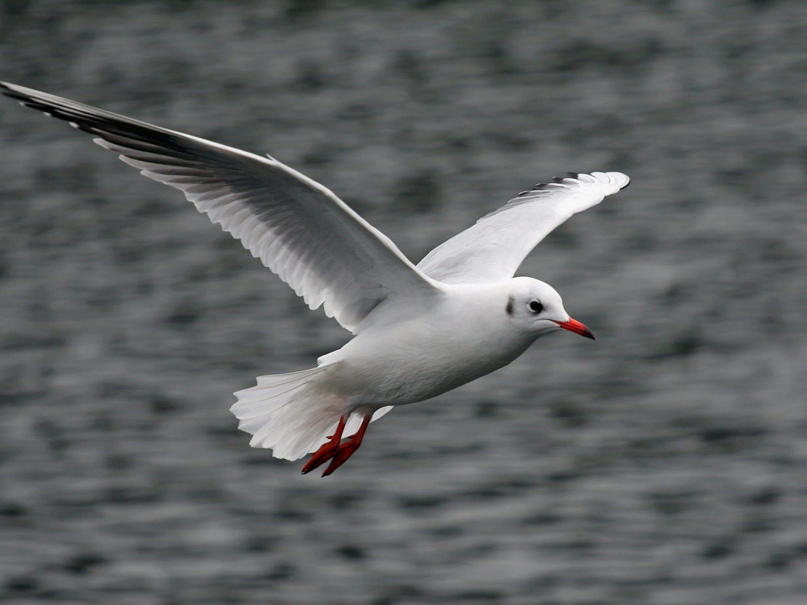 海上的鳥 海鷗高清壁紙 #20 - 1600x1200