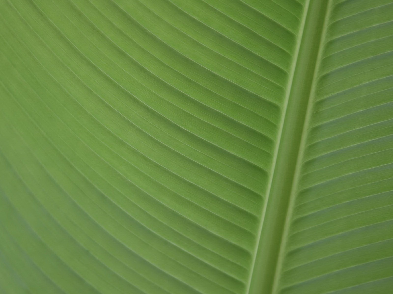 Linux Mint 15 Olivia 高清壁紙 #12 - 1600x1200