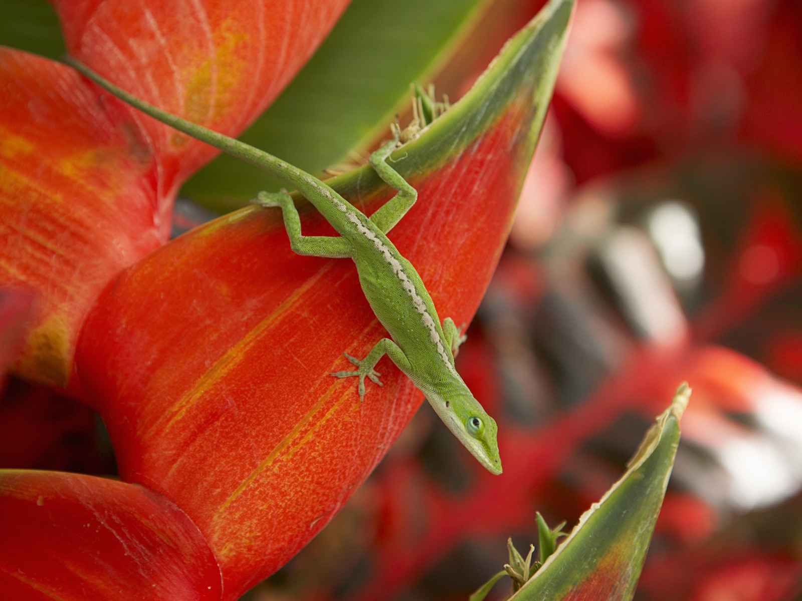 Windows 8 theme wallpaper: Hawaiian scenery #2 - 1600x1200