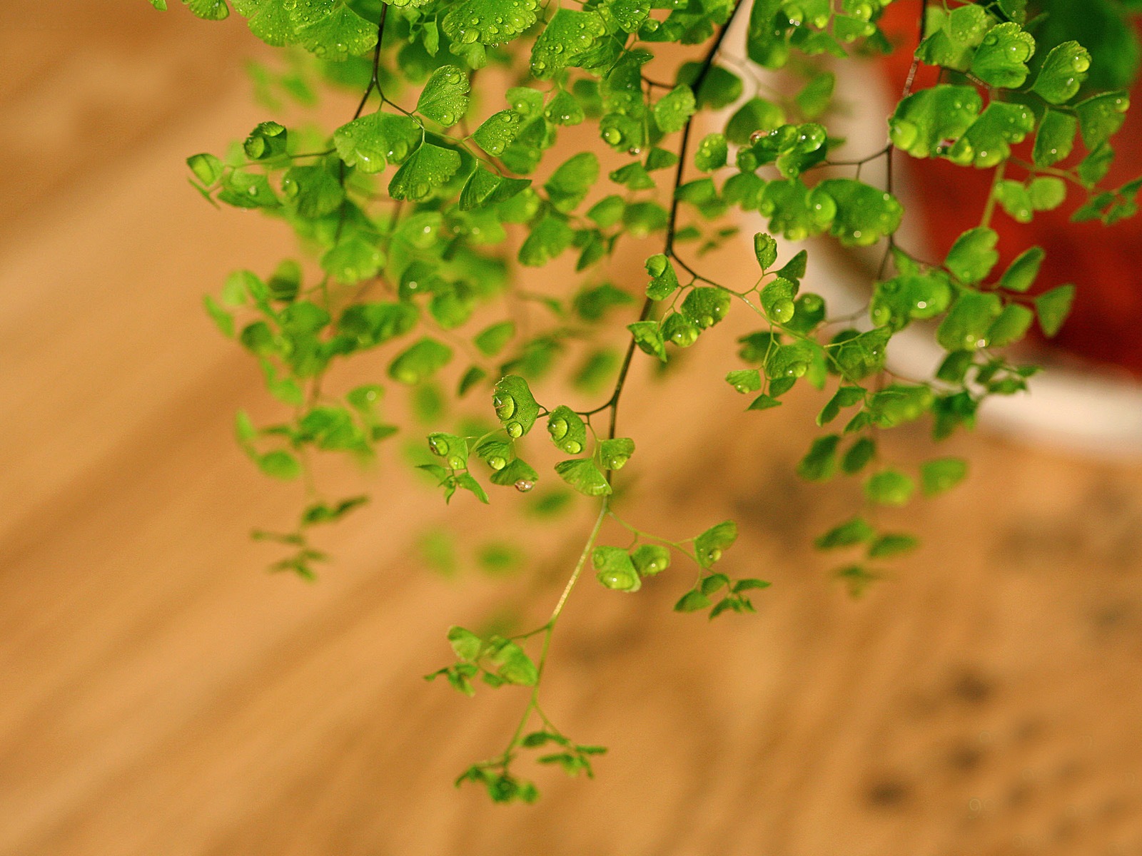 Adiantum green plants HD wallpapers #7 - 1600x1200