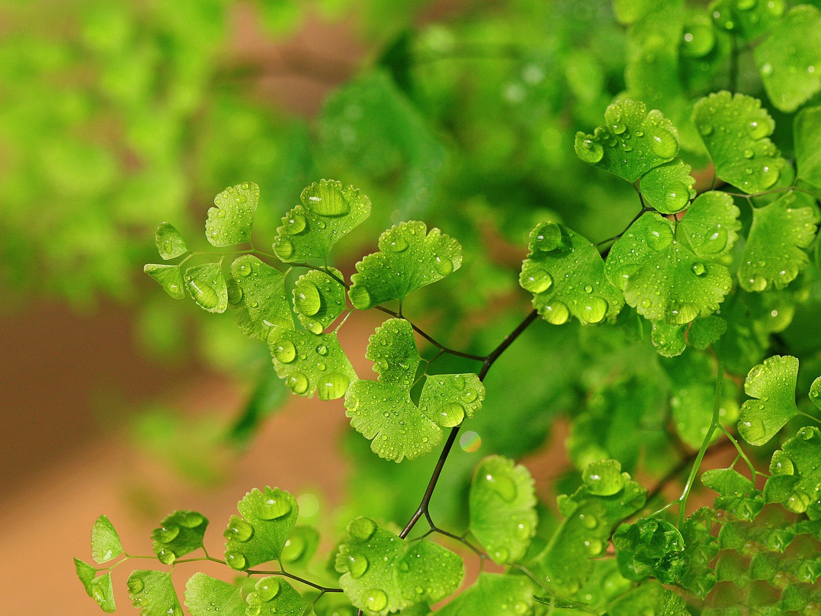 Adiantum green plants HD wallpapers #9 - 1600x1200