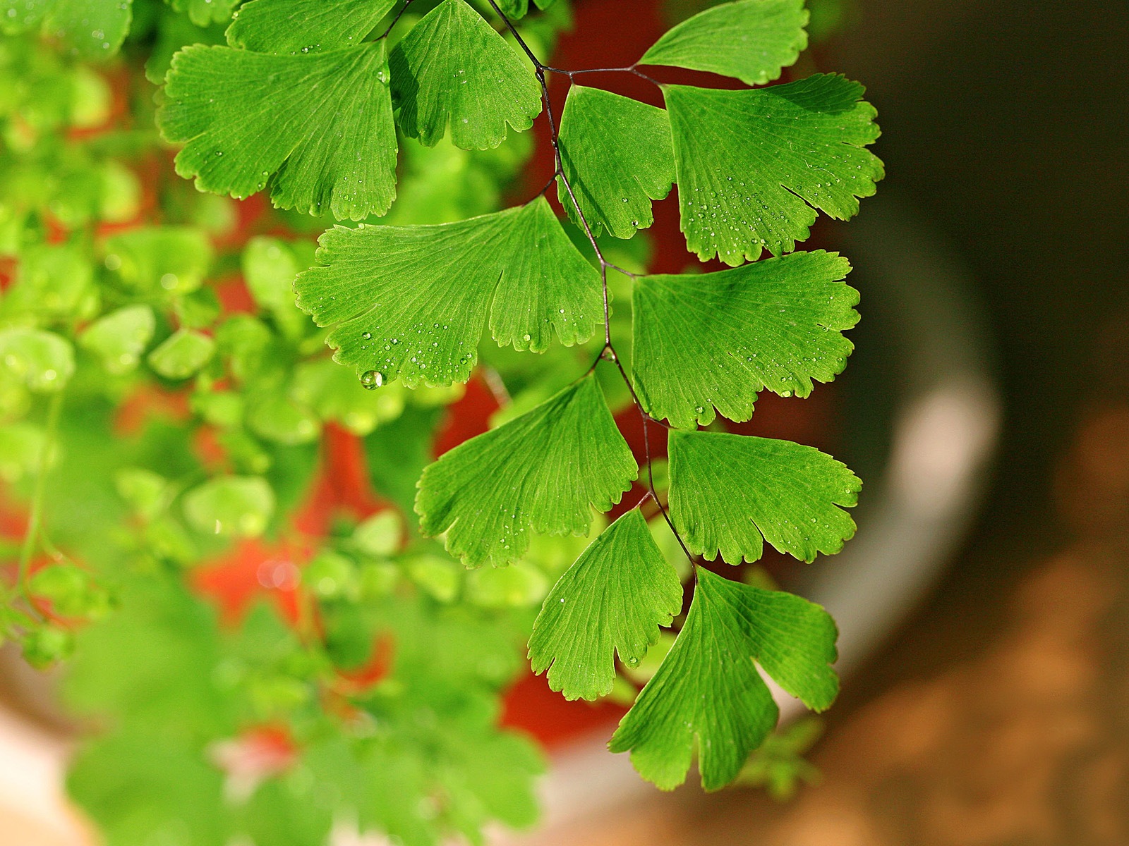 Adiantum verde plantas HD wallpapers #10 - 1600x1200