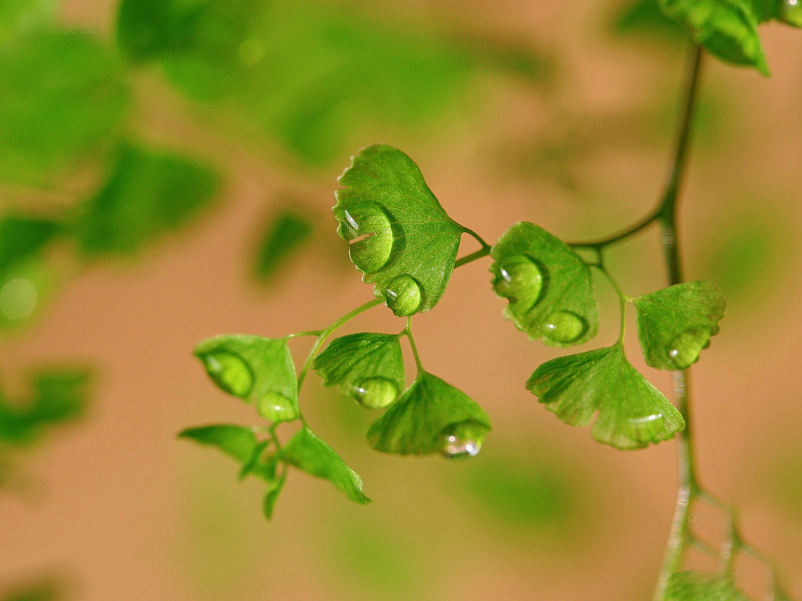Adiantum 녹색 식물 HD 배경 화면 #15 - 1600x1200