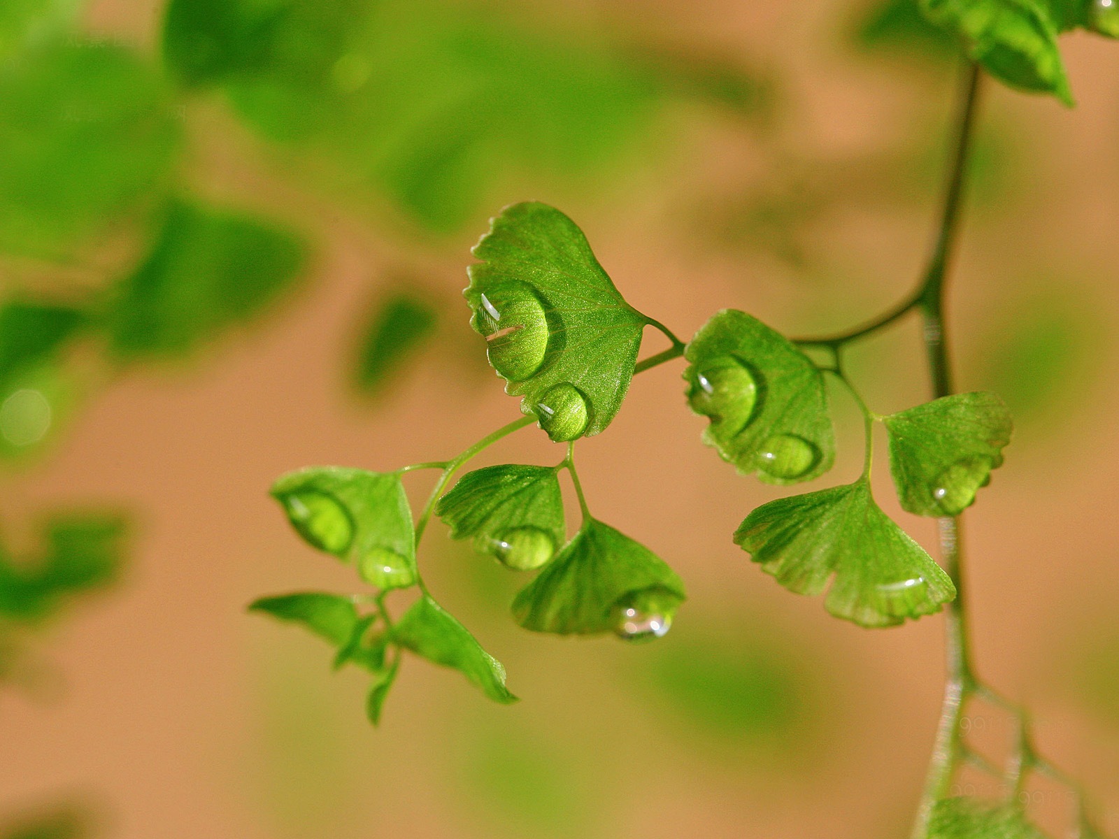 Adiantum verde plantas HD wallpapers #15 - 1600x1200