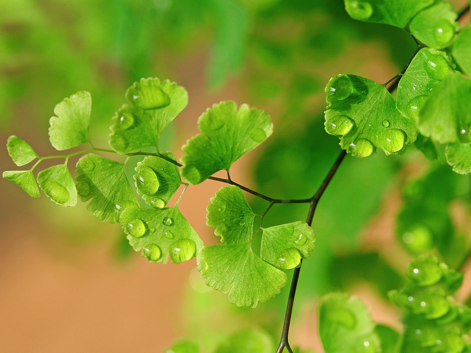 Adiantum green plants HD wallpapers #16 - 1600x1200