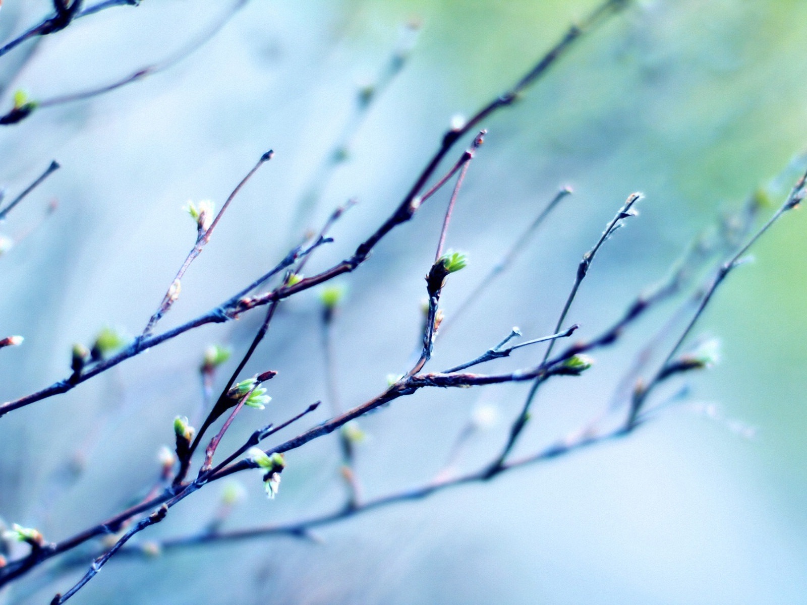 Primavera brotes en los árboles wallpapers HD #1 - 1600x1200