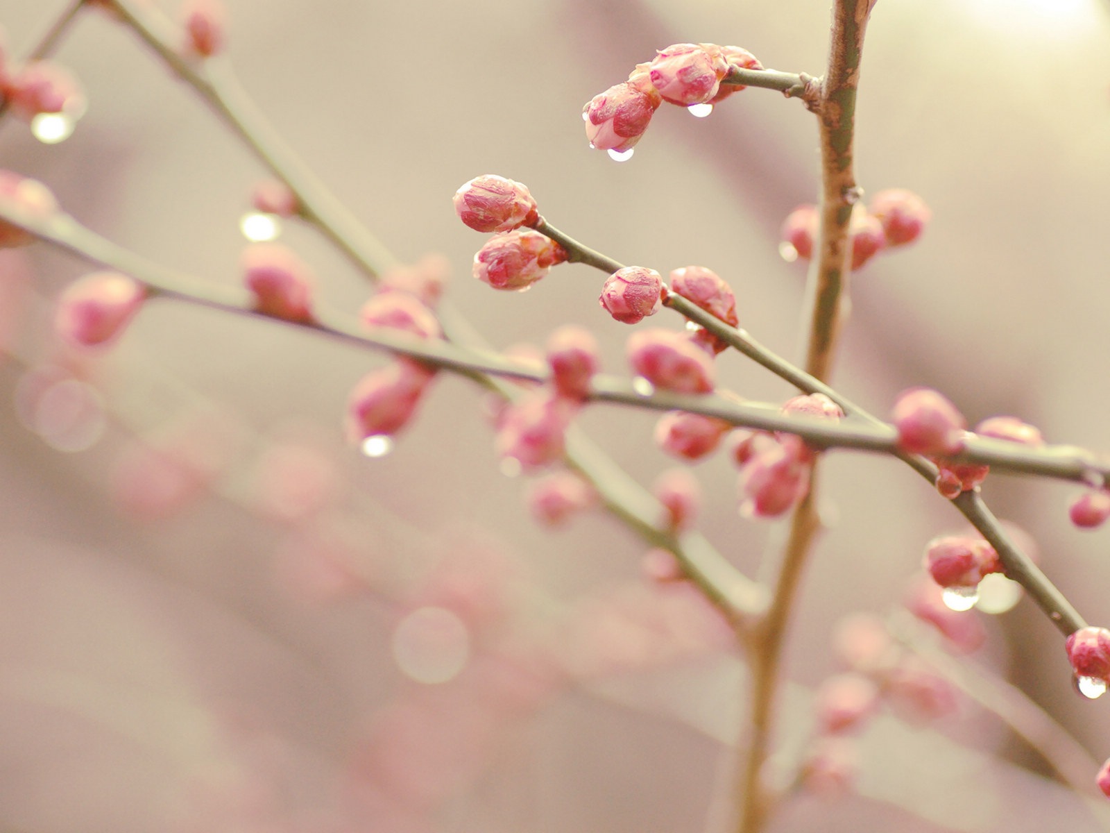 Spring buds on the trees HD wallpapers #7 - 1600x1200