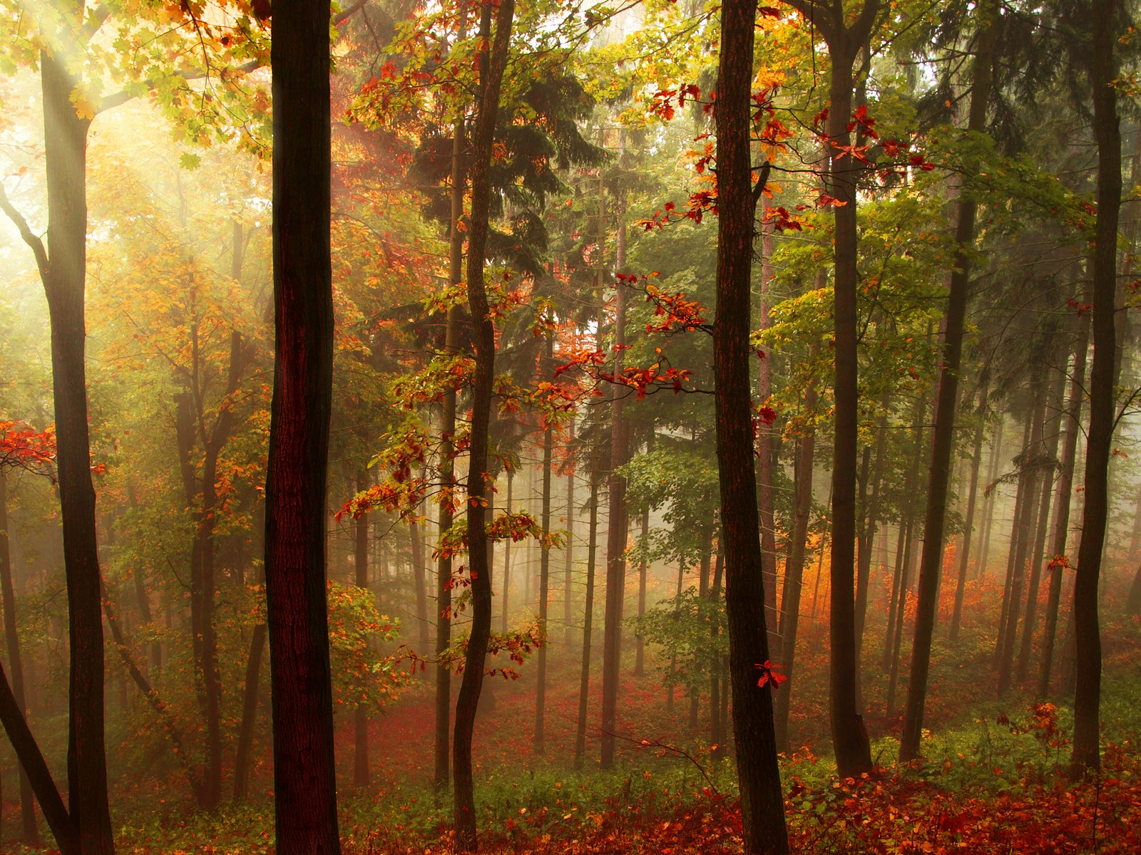 秋季红叶森林树木 高清壁纸5 - 1600x1200