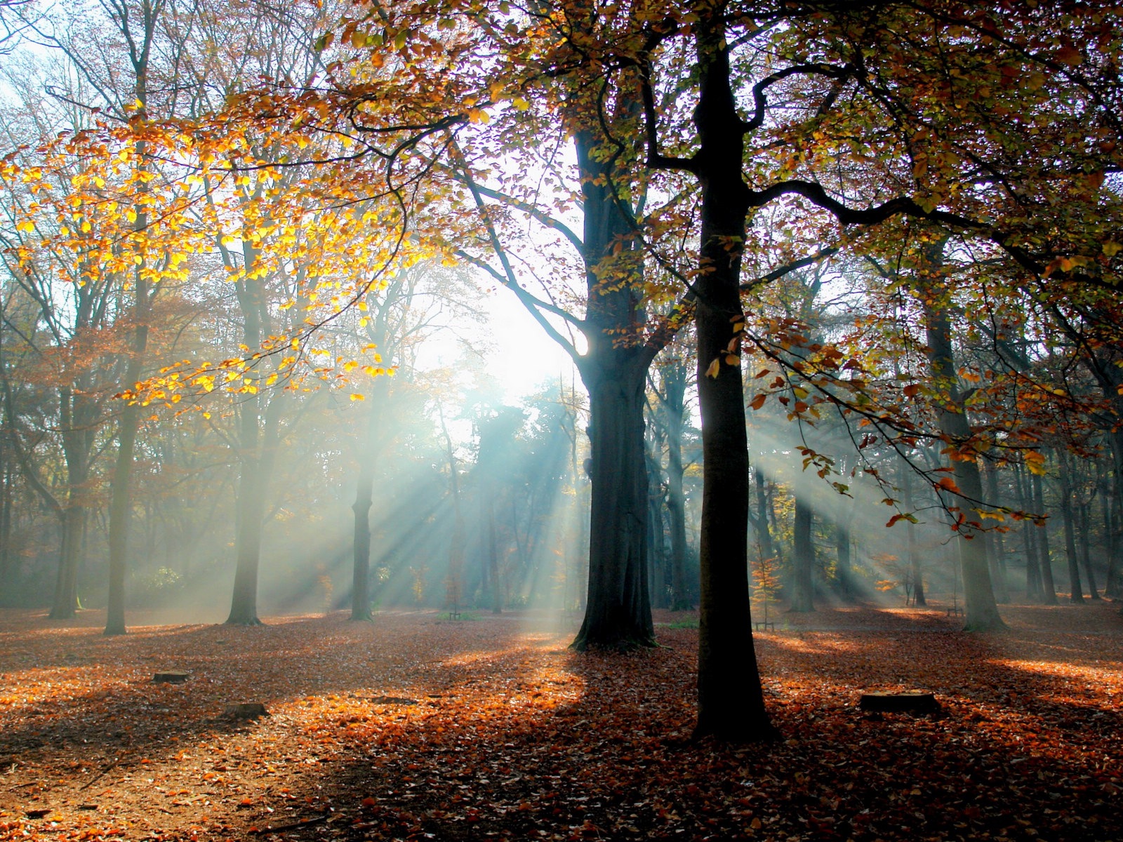 Podzimní červené listy lesních dřevin HD tapetu #6 - 1600x1200