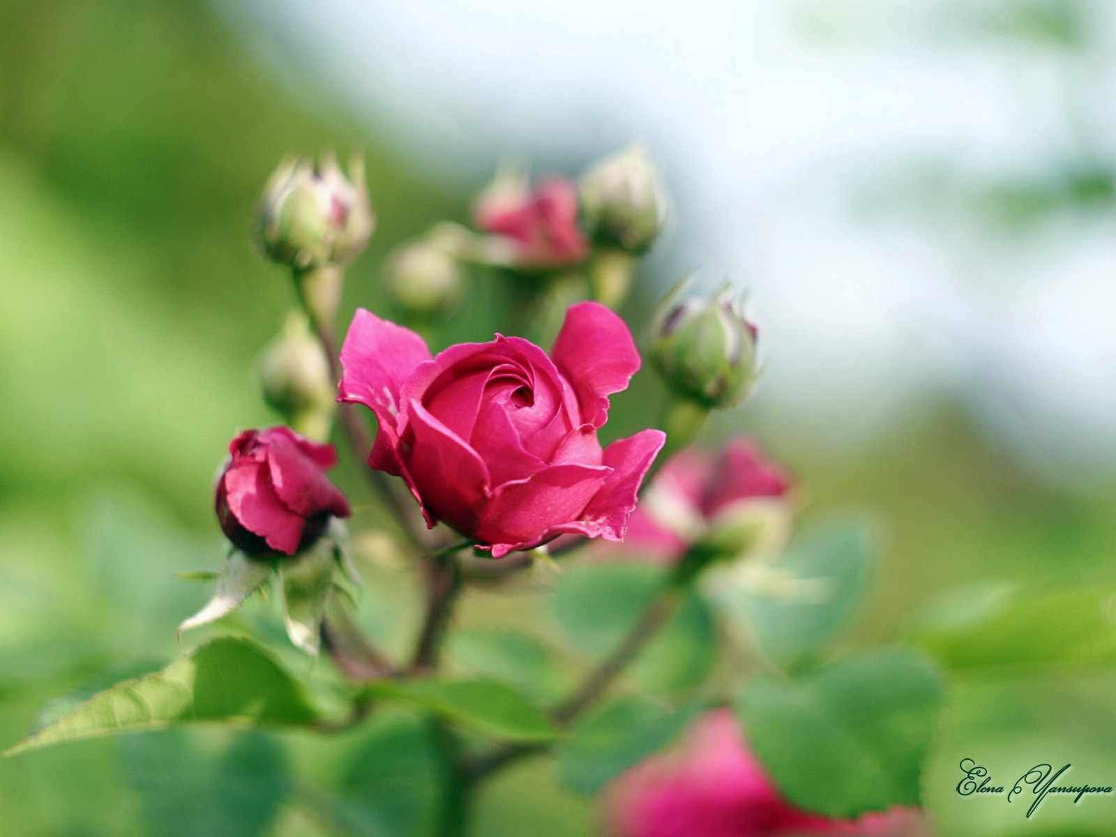 Windows 8 Theme HD Wallpapers: Beautiful flowers #1 - 1600x1200