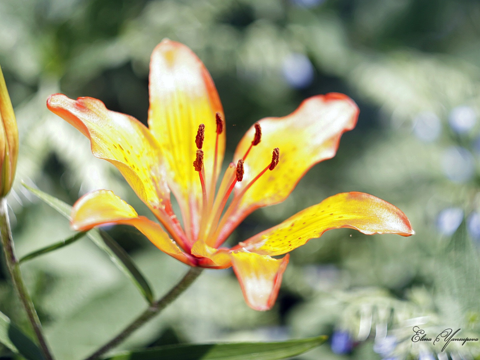 Windows 8 主題高清壁紙：美麗的花兒 #3 - 1600x1200