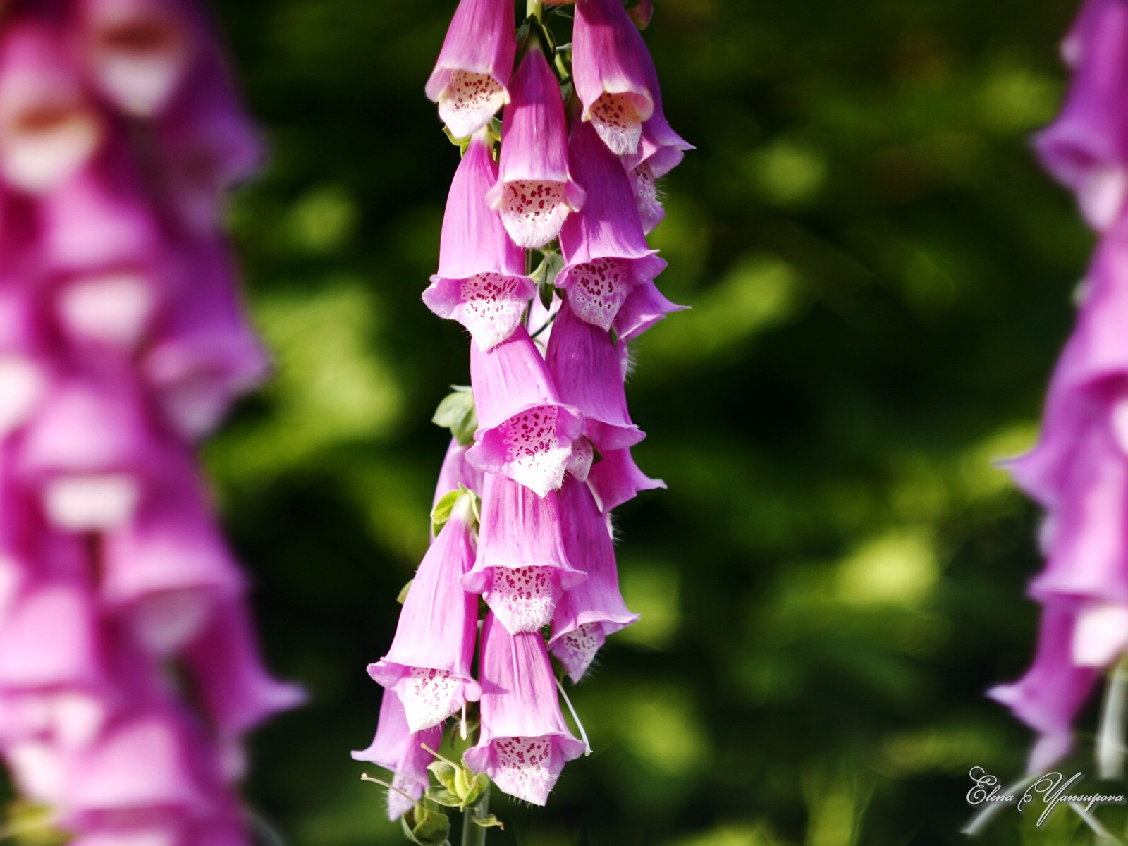 Windows 8 主題高清壁紙：美麗的花兒 #5 - 1600x1200
