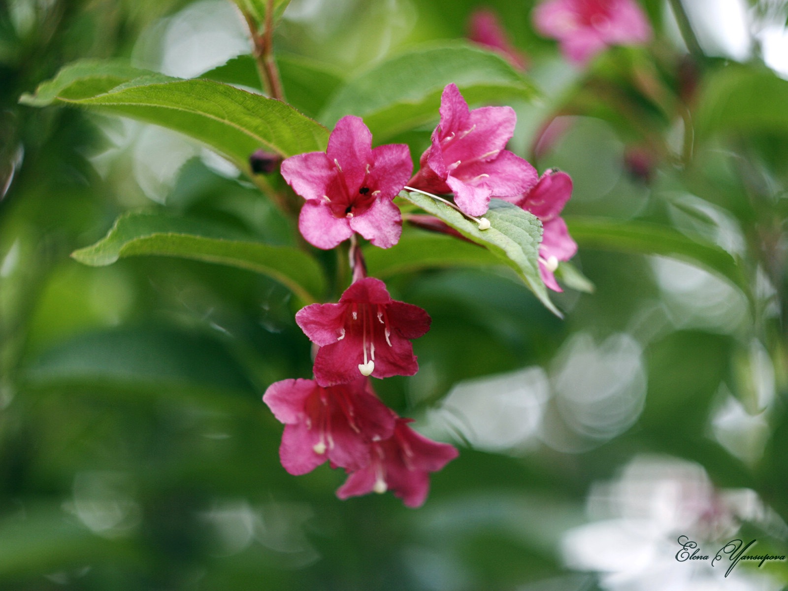 Windows 8 主題高清壁紙：美麗的花兒 #7 - 1600x1200