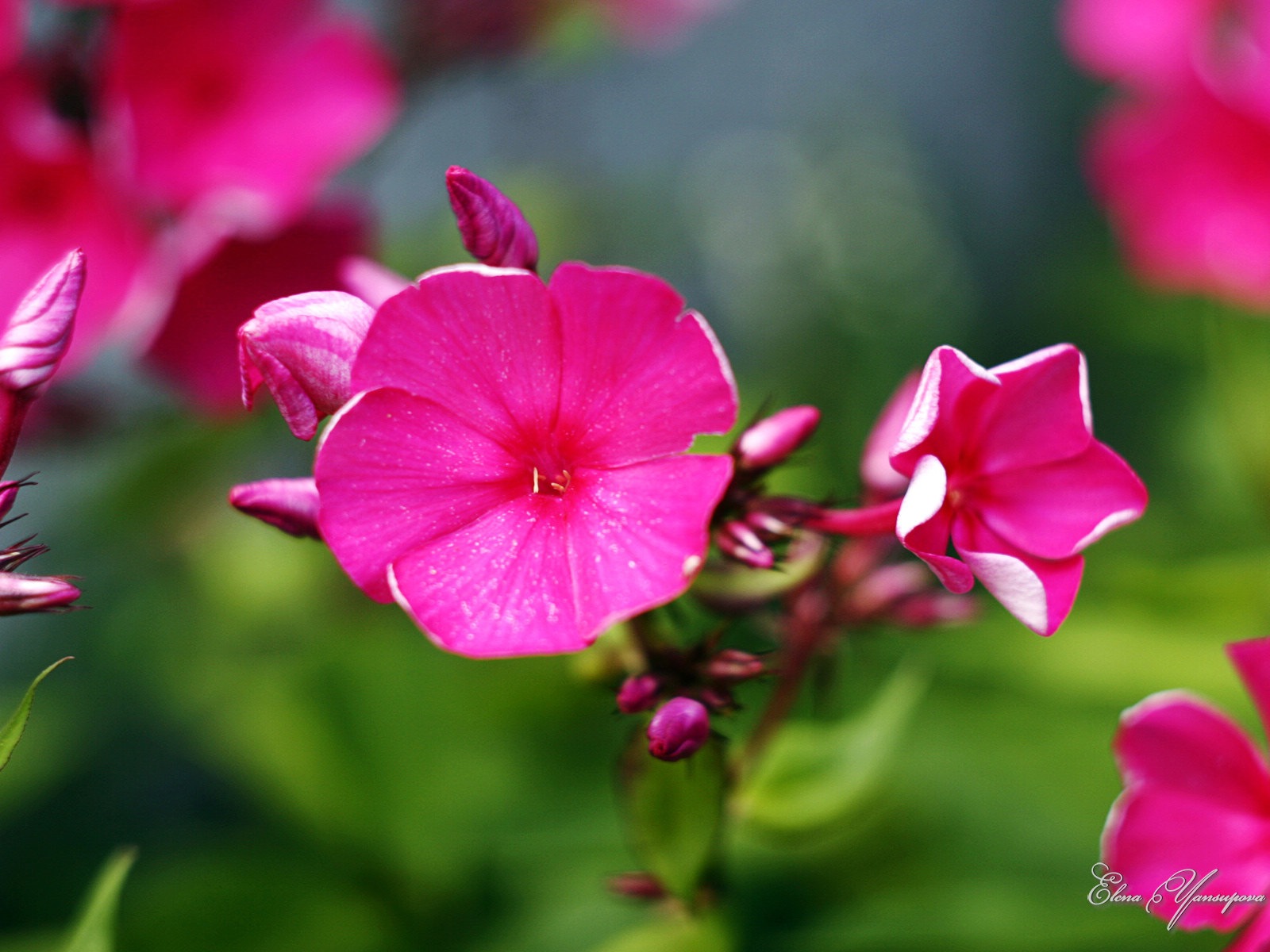 윈도우 8 테마 배경 화면의 HD : 아름다운 꽃 #1 - 1600x1200