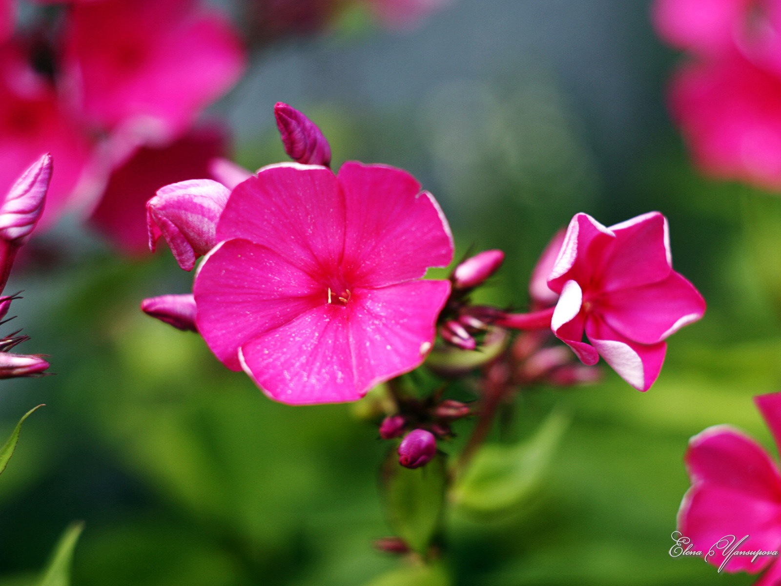 Windows 8 Theme HD Wallpapers: Beautiful flowers #1 - 1600x1200